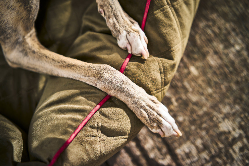 Pfoten eines Hundes liegen entspannt auf einem grünen ORTHO Hundebett mit rotem Bändchen.