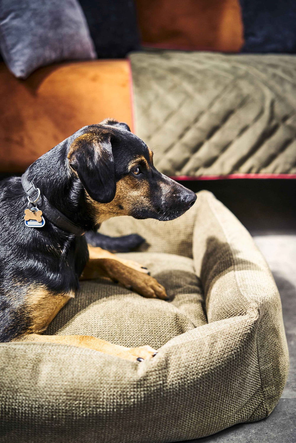 Brauner Hund auf ORTHO Hundebett TUDOR, relaxend mit Hundeknochen-Anhänger und bunten Kissen im Hintergrund.