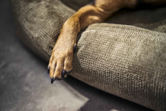 ALT-Text: Gepolstertes ORTHO Hundebett TUDOR mit brauner Hundepfote und schwarzen Krallen auf beigem Bezug.