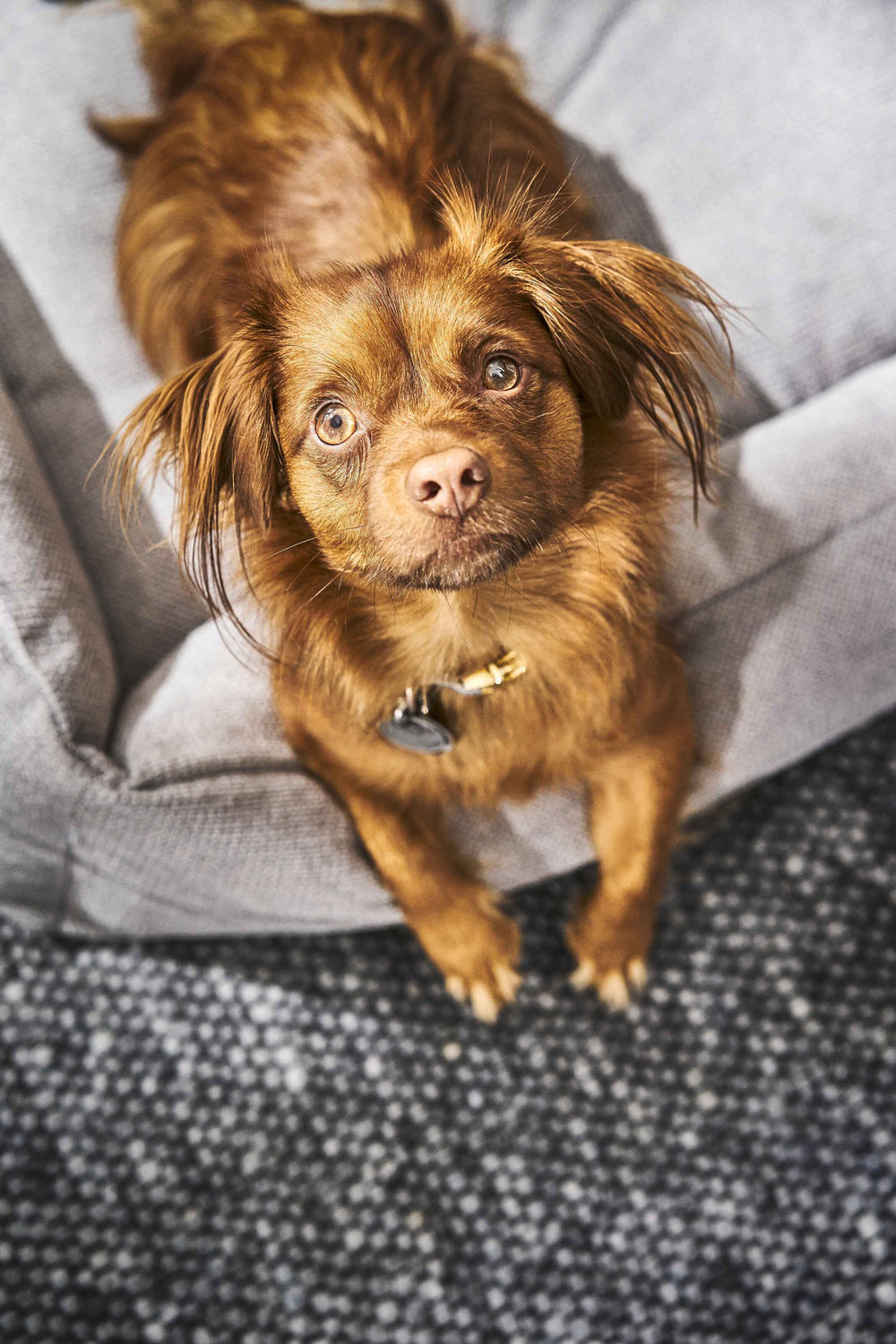 Brauner Hund mit langem Fell liegt auf hellgrauem CLASSIC Hundebett TUDOR und schaut aufmerksam in die Kamera.