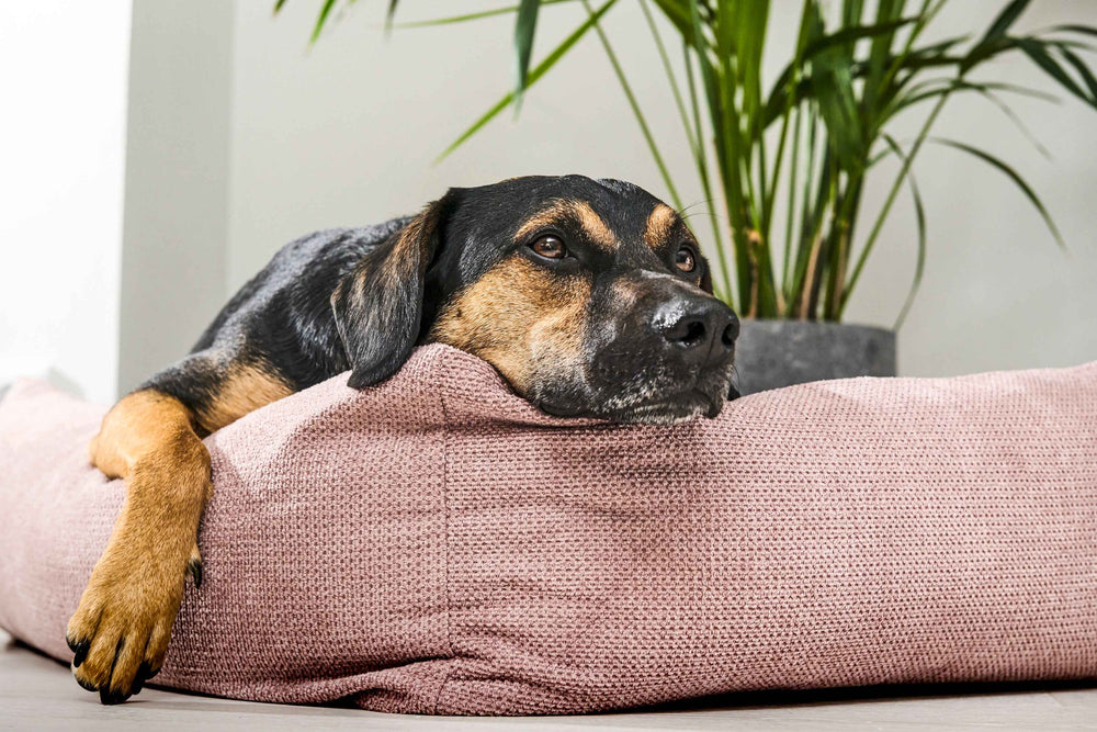 "Rosa CLASSIC Hundebett TUDOR mit gemütlichem Hund auf schönem Hintergrund und Pflanzen für eine einladende Atmosphäre."