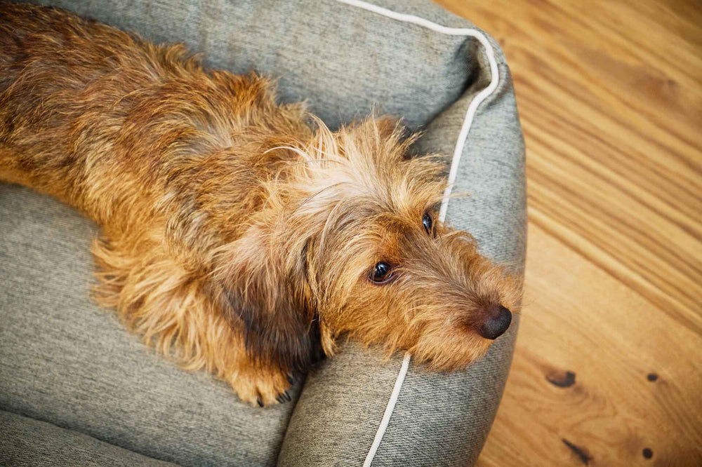 Hund liegt entspannt auf dem grauen CLASSIC Hundebett UNO auf warmem Holzboden.