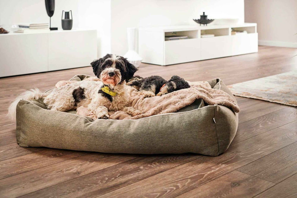 "Graues CLASSIC Hundebett UNO mit beiger Decke, Hund mit schwarz-weißem Fell entspannt darauf."