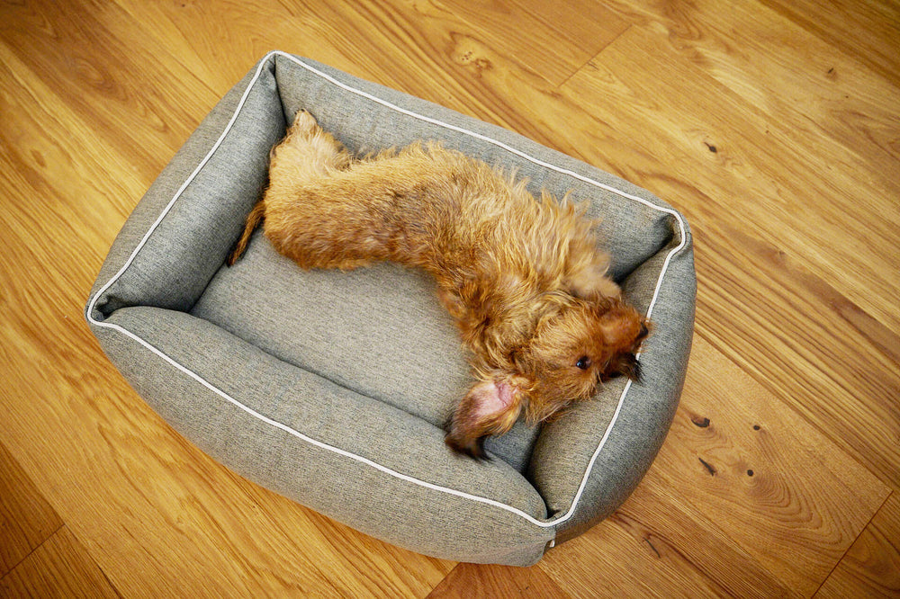 Kleiner, entspannter Hund im grauen ORTHO Hundebett UNO auf hellem Holzboden.
