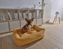 Kleiner Hund sitzt auf gelbem CLASSIC Hundebett TUDOR vor einem Bücherregal in hellem Raum.