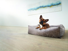 Französische Bulldogge entspannt auf beigem CLASSIC Hundebett vor minimalistischer Wand und hellem Holzboden.