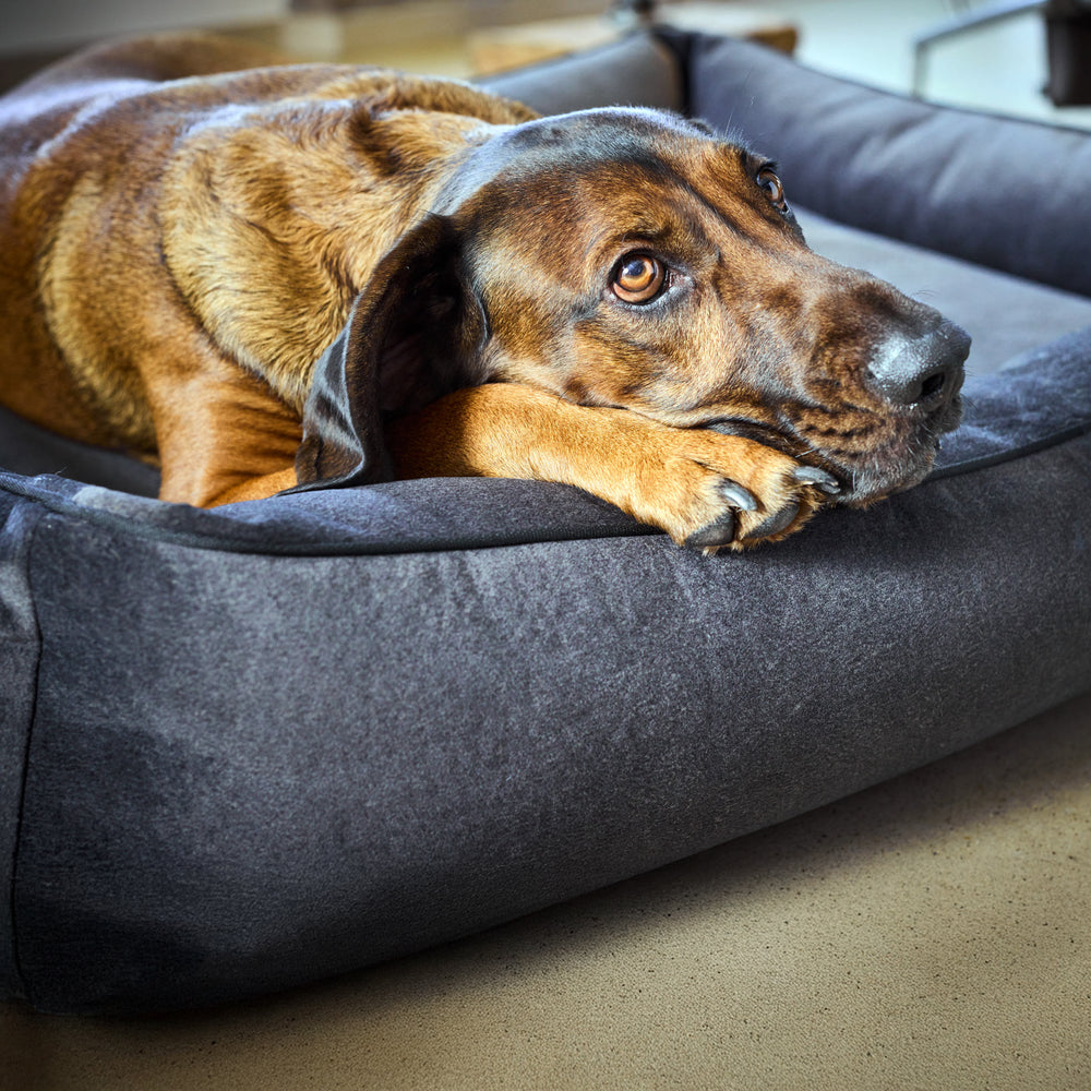 Brauner Hund entspannt auf dem dunklen CLASSIC Hundebett von BUFFALO, Vorderpfoten auf dem Rand.