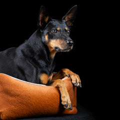 Schwarzer Hund mit braunen Akzenten sitzt aufmerksam auf orangefarbenem Hundebett CLASSIC im schwarzen Hintergrund.