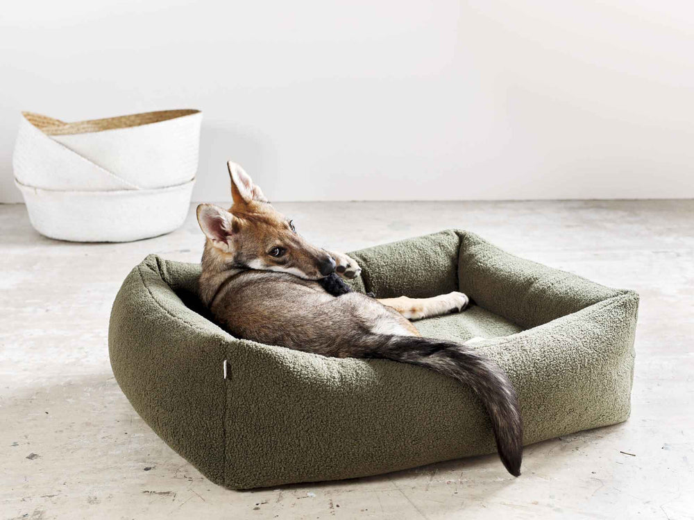 Dingo auf ovalem, grünem ORTHO Hundebett - TEDDY, im Hintergrund geflochtenes Körbchen.