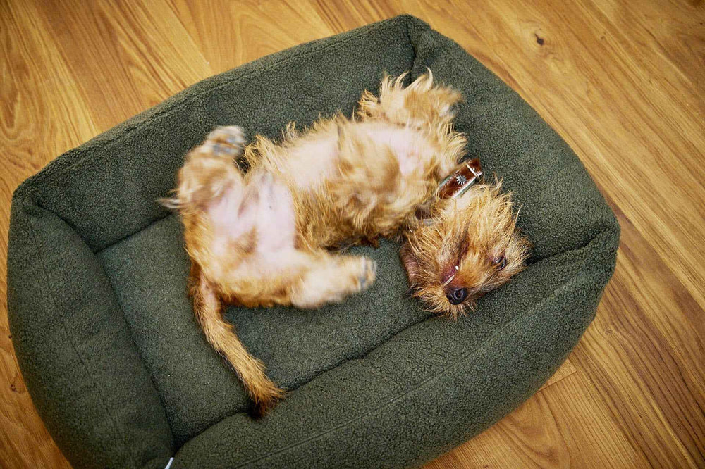 Kleiner Hund mit lockigem, braunem Fell liegt entspannt im grünen ORTHO Hundebett auf Holzfußboden.