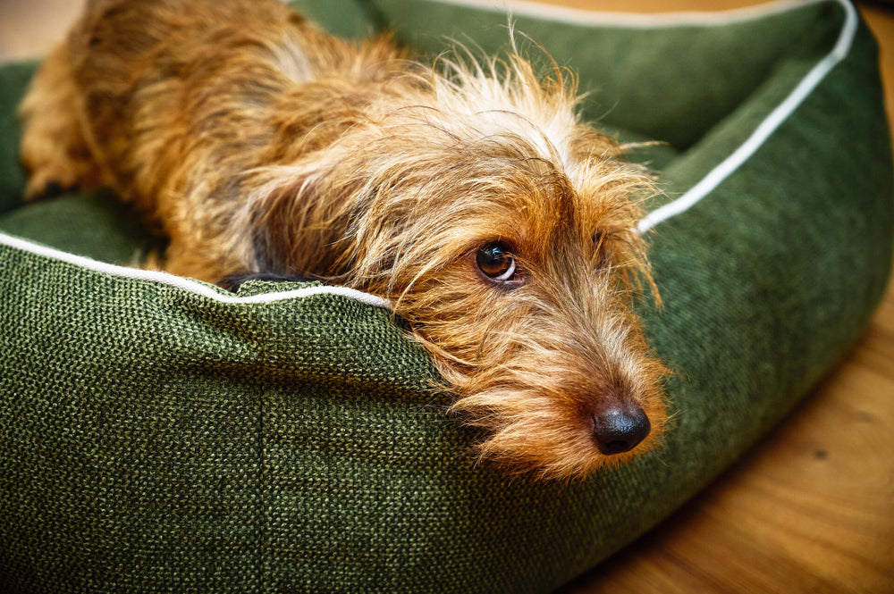 Kleiner brauner Hund entspannt auf grünem ORTHO Hundebett, neugierige Augen, strubbeliges Fell, freundliche Atmosphäre.
