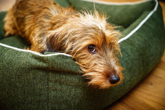 Kleiner brauner Hund entspannt auf grünem ORTHO Hundebett, neugierige Augen, strubbeliges Fell, freundliche Atmosphäre.
