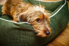 Kleiner Hund mit braunem, lockigem Fell auf grünem ECO Hundebett in wohnlicher Umgebung mit Holzfußboden.