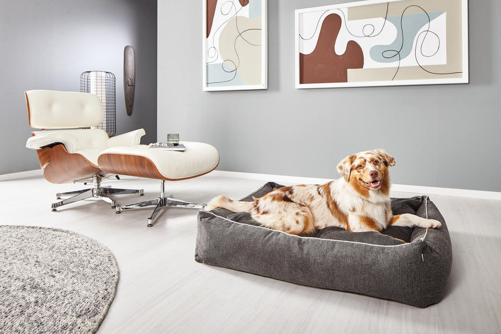 Großes graues Hundebett im modernen Raum, lebhafter Hund mit geflecktem Fell relaxiert darauf. Eleganter Sessel im Hintergrund.