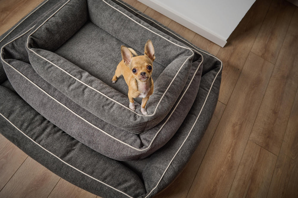 Kleiner hellbrauner Hund steht auf grauen ORTHO Hundebetten mit weißer Kante auf Holzboden.
