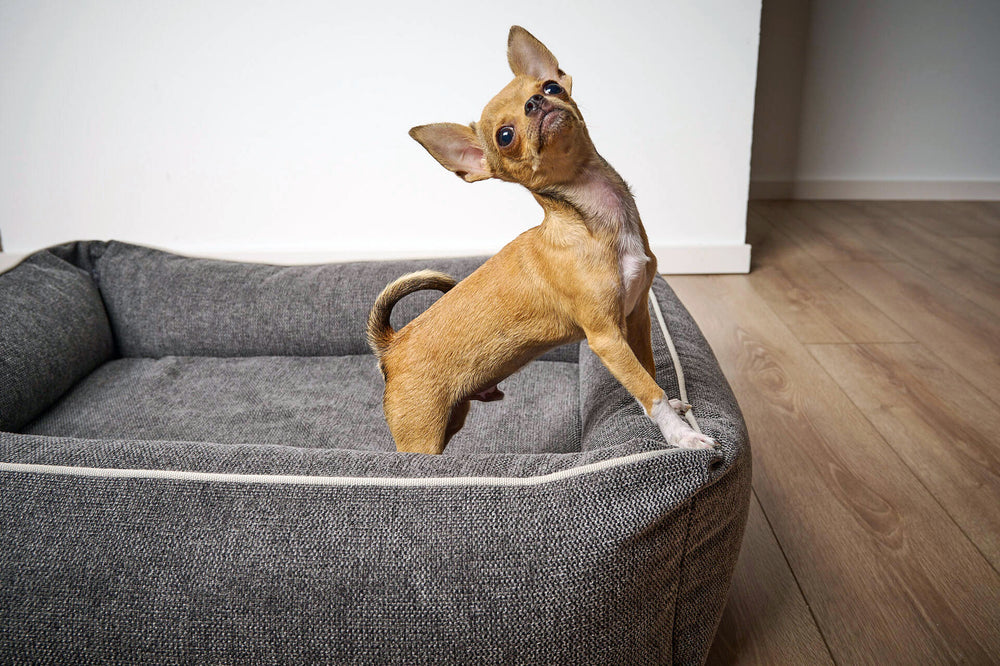 Kleiner brauner Chihuahua auf grauem ORTHO Hundebett, neugierig in die Kamera schauend, heller, schlichter Hintergrund.