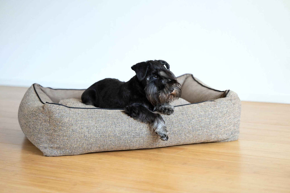 Schwarzer Schnauzer entspannt auf grauem CLASSIC Hundebett SCALA mit gepolsterter Oberfläche und umsäuertem Rand.
