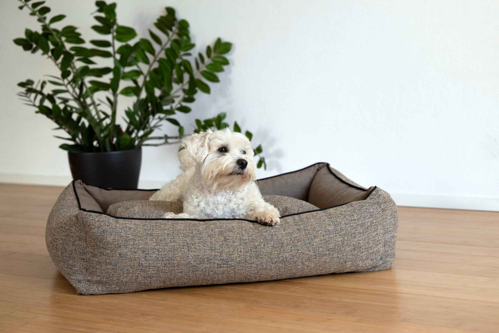 Kleiner weißer Hund auf beigem CLASSIC Hundebett SCALA mit erhöhter Kante vor blühender Pflanze und weißer Wand.