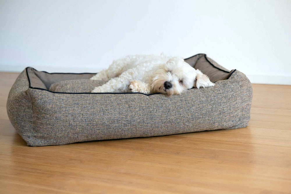 Kleiner weißer Hund schläft entspannt auf dem CLASSIC Hundebett SCALA mit grauer Oberfläche und schwarzem Rand.