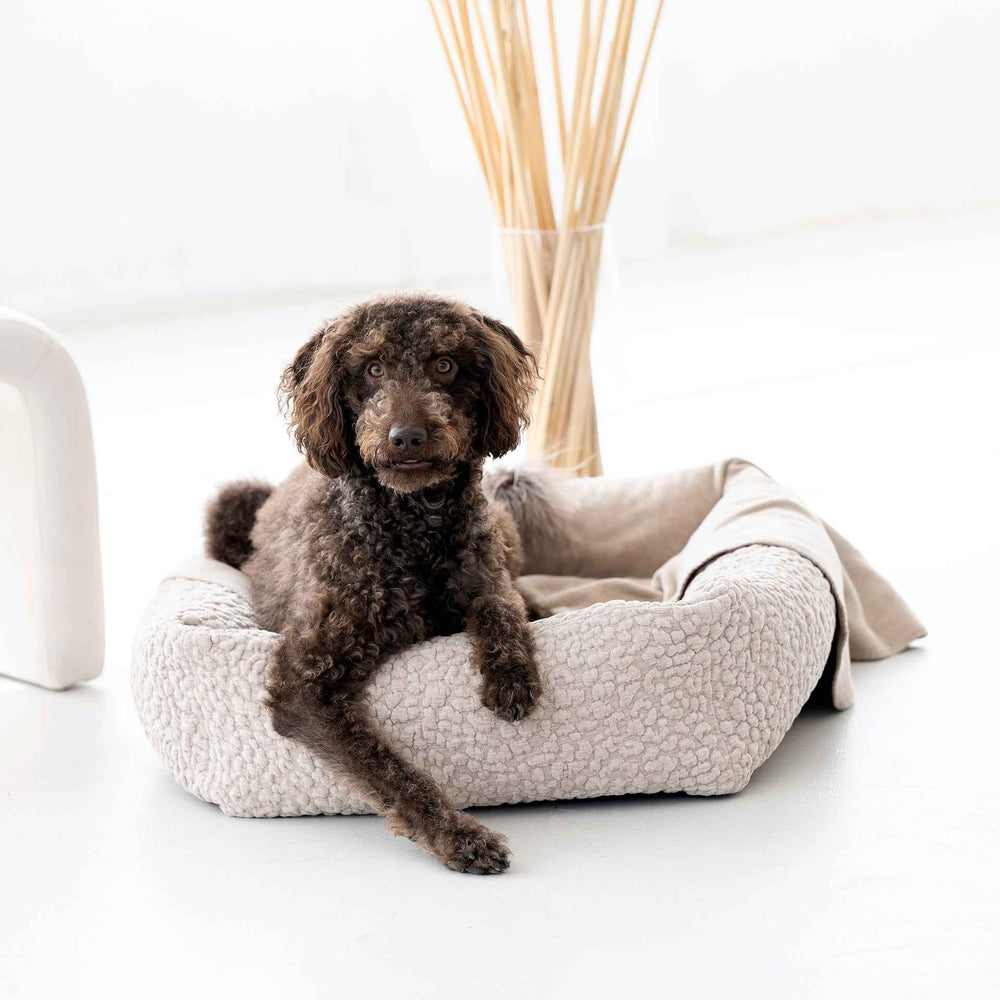 Brauner Hund mit lockigem Fell entspannt im hellen CLASSIC BELLAGIO Hundebett, minimalistisches Ambiente und Pflanzen im Hintergrund.