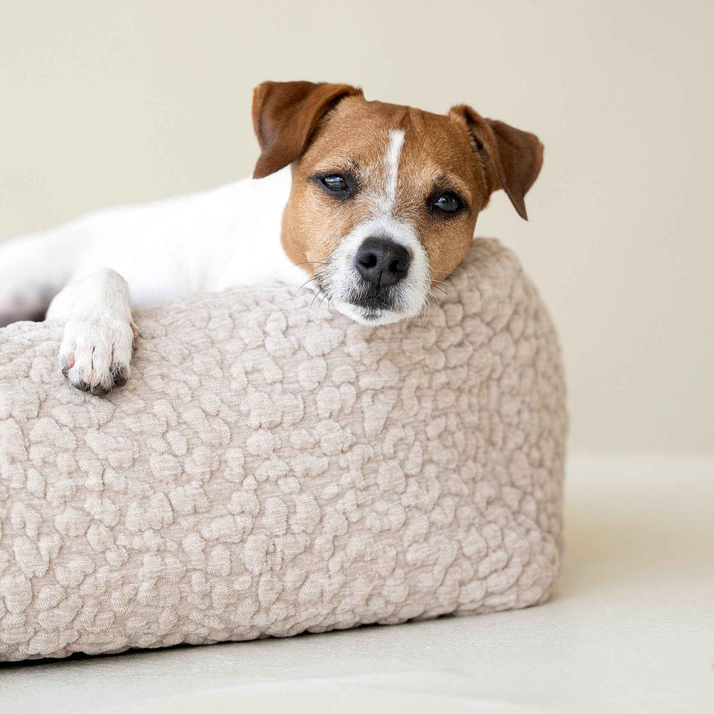 Beiger CLASSIC Hundebett BELLAGIO mit einem braun-weißen Hund, der bequem darauf liegt und die Kamera anschaut.