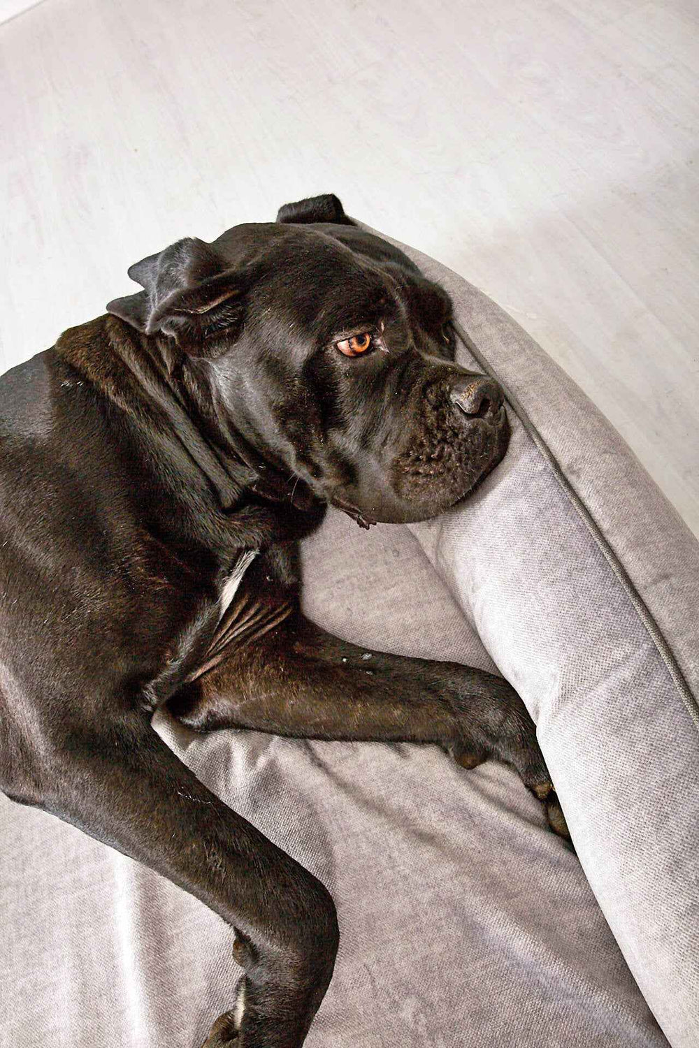Schwarzer Hund entspannt auf grauem ORTHO Hundebett GLAM mit hellem Boden im Hintergrund.