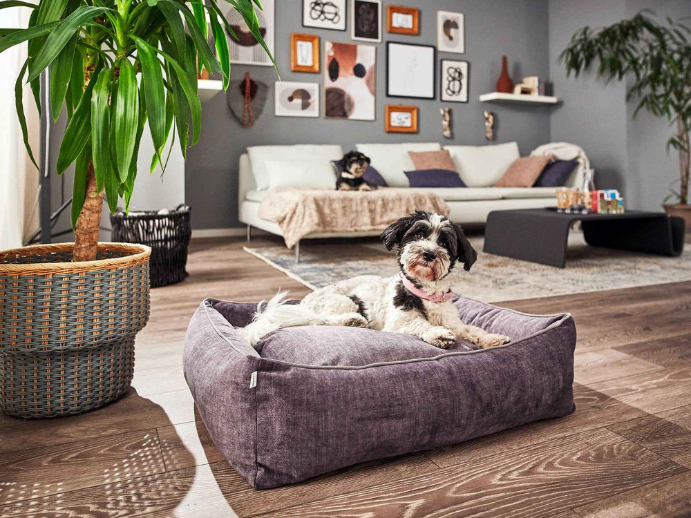"Stylisches CLASSIC Hundebett GLAM in Grau mit einem schwarz-weißen Hund im modernen Wohnzimmer."