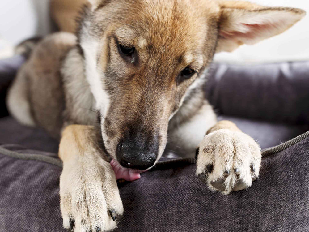 Entspannter Hund auf dem CLASSIC GLAM Hundebett, zeigt Kopf und Vorderpfoten in gemütlicher Pose.