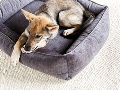 Gemütliches graues ORTHO Hundebett GLAM mit einem nachdenklichen Hund auf einem hellen Teppich. Ideal für entspannten Schlaf.