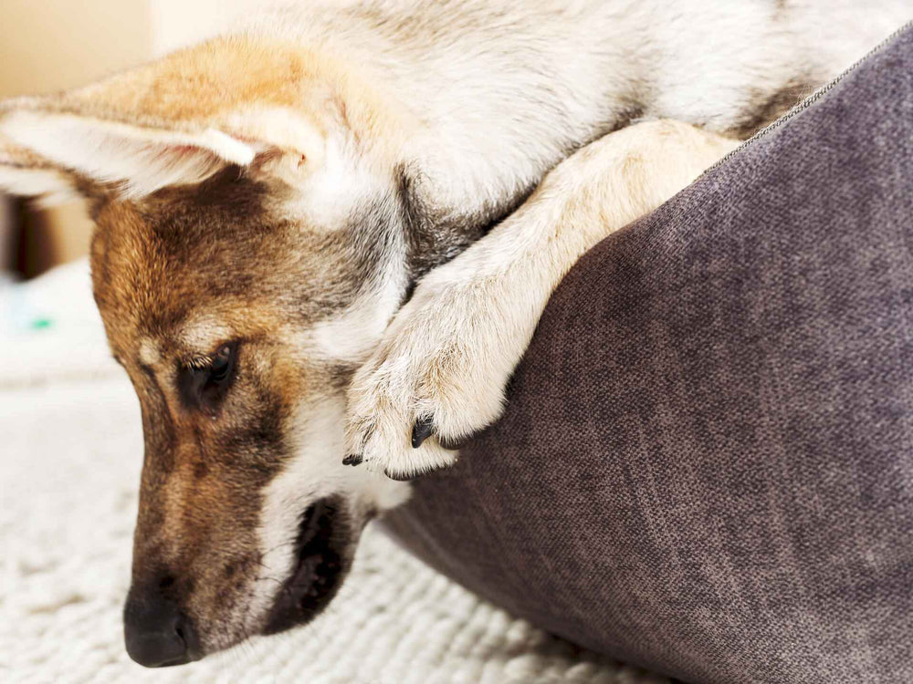 ALT-Text: Glamouröses ORTHO Hundebett mit entspannendem Kissen, ideal für große und kleine Hunde. Komfort für Ihr Haustier.