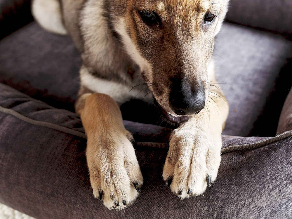 "Brauner Hund auf dem ORTHO GLAM Hundebett, gemütlich sitzend mit Fokus auf Pfoten und Gesicht."