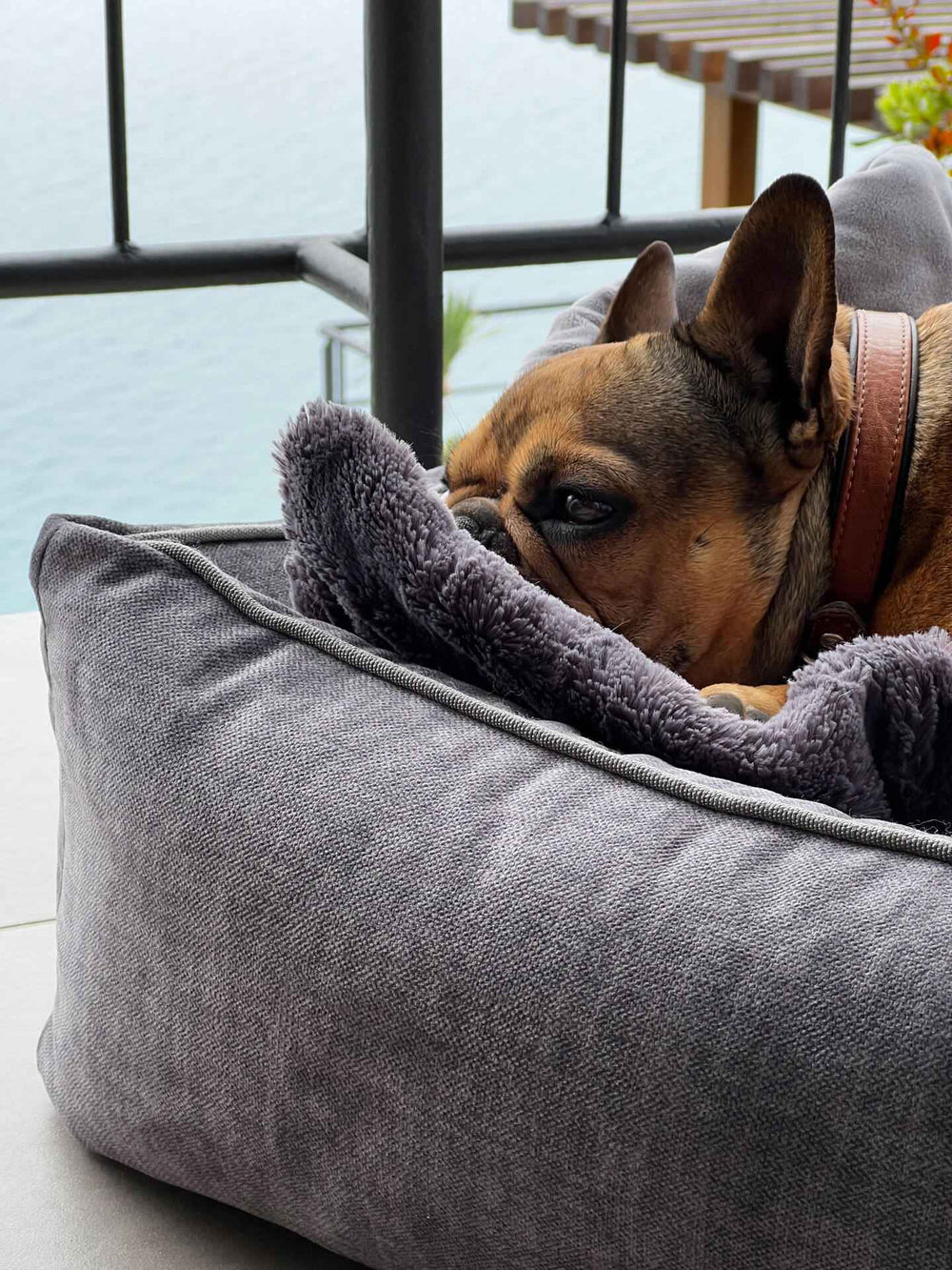 Kuscheliges CLASSIC Hundebett GLAM in Grau, mit neugierigem Hund und Balkonblick im Hintergrund. Komfort für Ihren Vierbeiner.
