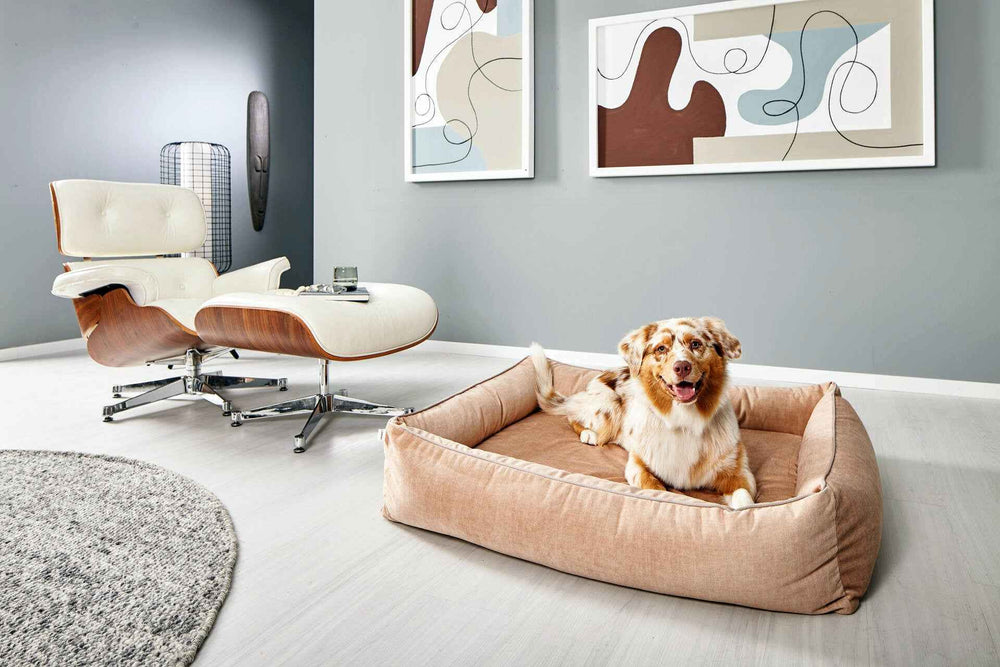 Beiger ORTHO Hundebett GLAM in modernem Raum mit Hund, stilvollem Sessel und abstrakten Bildern an der Wand.