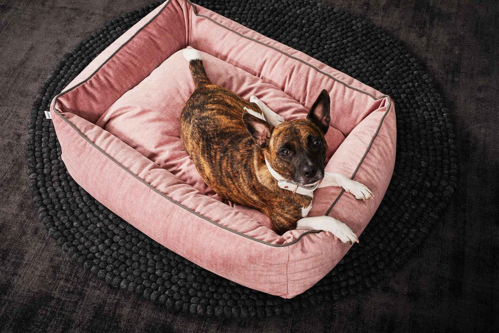 Rosa CLASSIC Hundebett GLAM mit gepolstertem Rand und Hund auf rundem Teppich, ideal für stilvolle Haustier-Haltung.