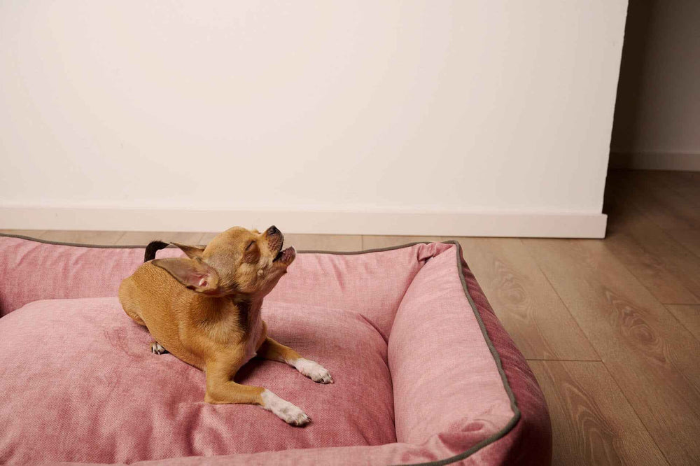 Kleiner Chihuahua sitzt stolz auf dem rosa CLASSIC Hundebett - GLAM in heller Umgebung mit Holzboden.