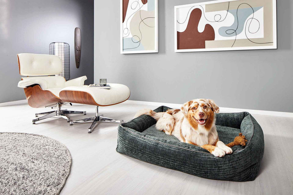 "ORTHO Hundebett NOVA in modernem Raum mit stilvollem Sessel und abstrakter Kunst, perfekt für Ihr Zuhause."