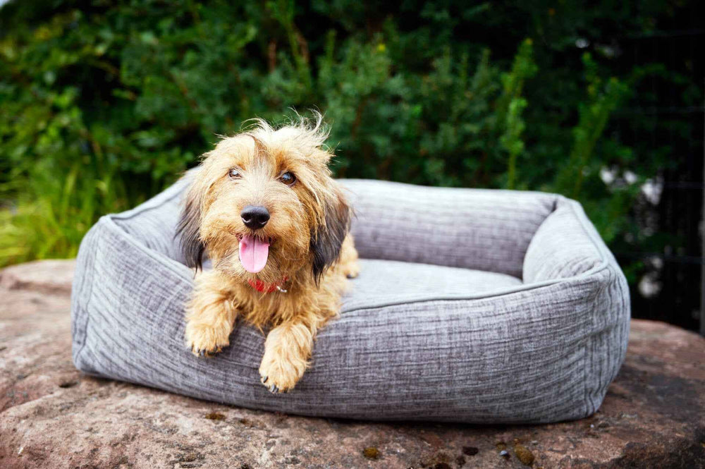 Brauner Hund auf grauem ORTHO Hundebett NOVA, lächelnd mit herausgestreckter Zunge, umgeben von grünen Pflanzen.