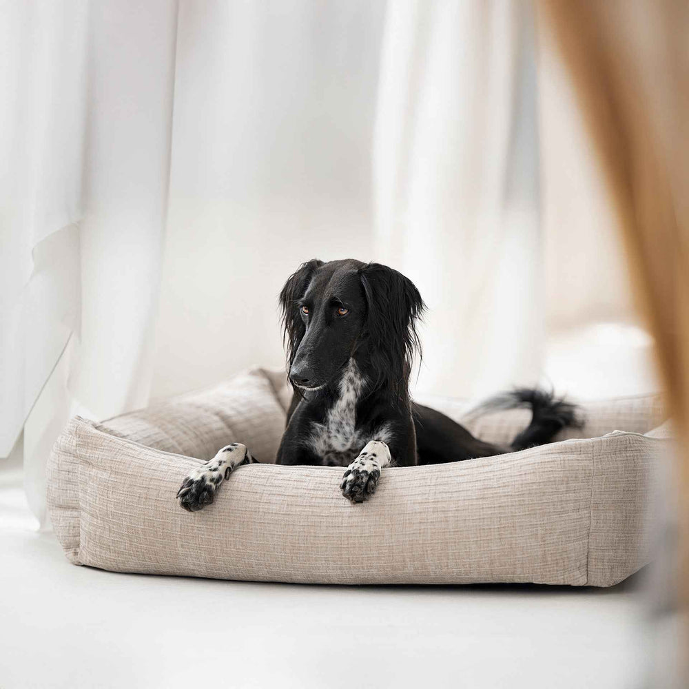Alt-Text: "Hund auf dem CLASSIC NOVA Hundebett, schwarz-weiß gefleckt, entspannt in ruhiger Umgebung."