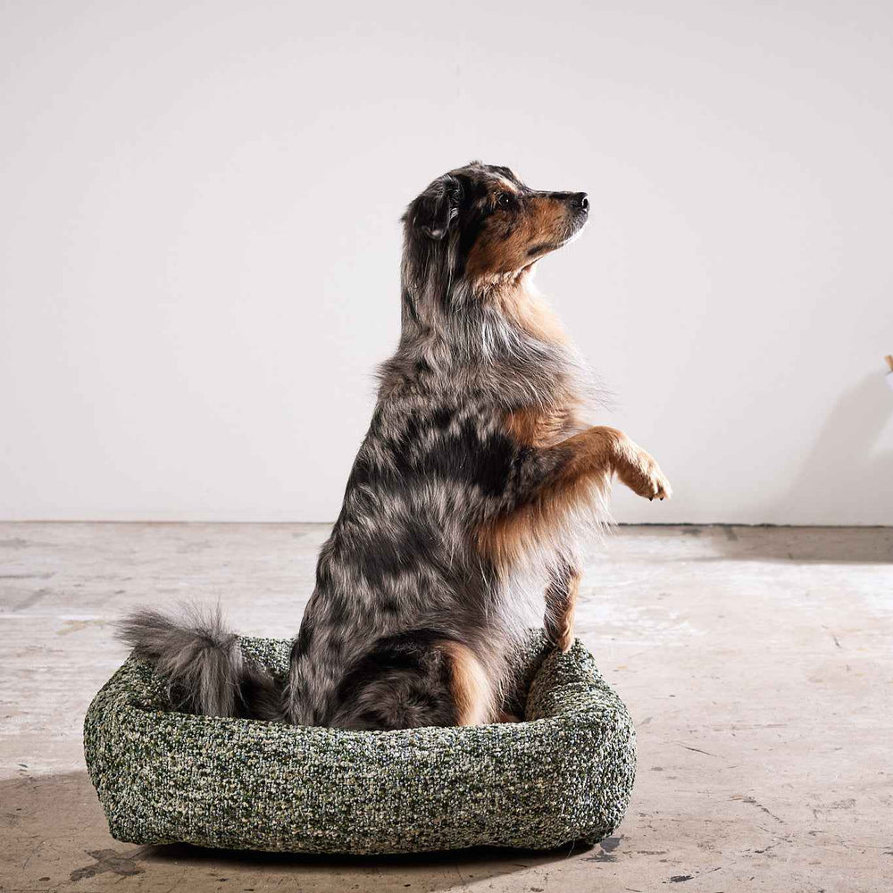 Gestreifter Hund sitzt in grünem ORTHO Hundebett SIENA und blickt nach oben, heller Hintergrund.