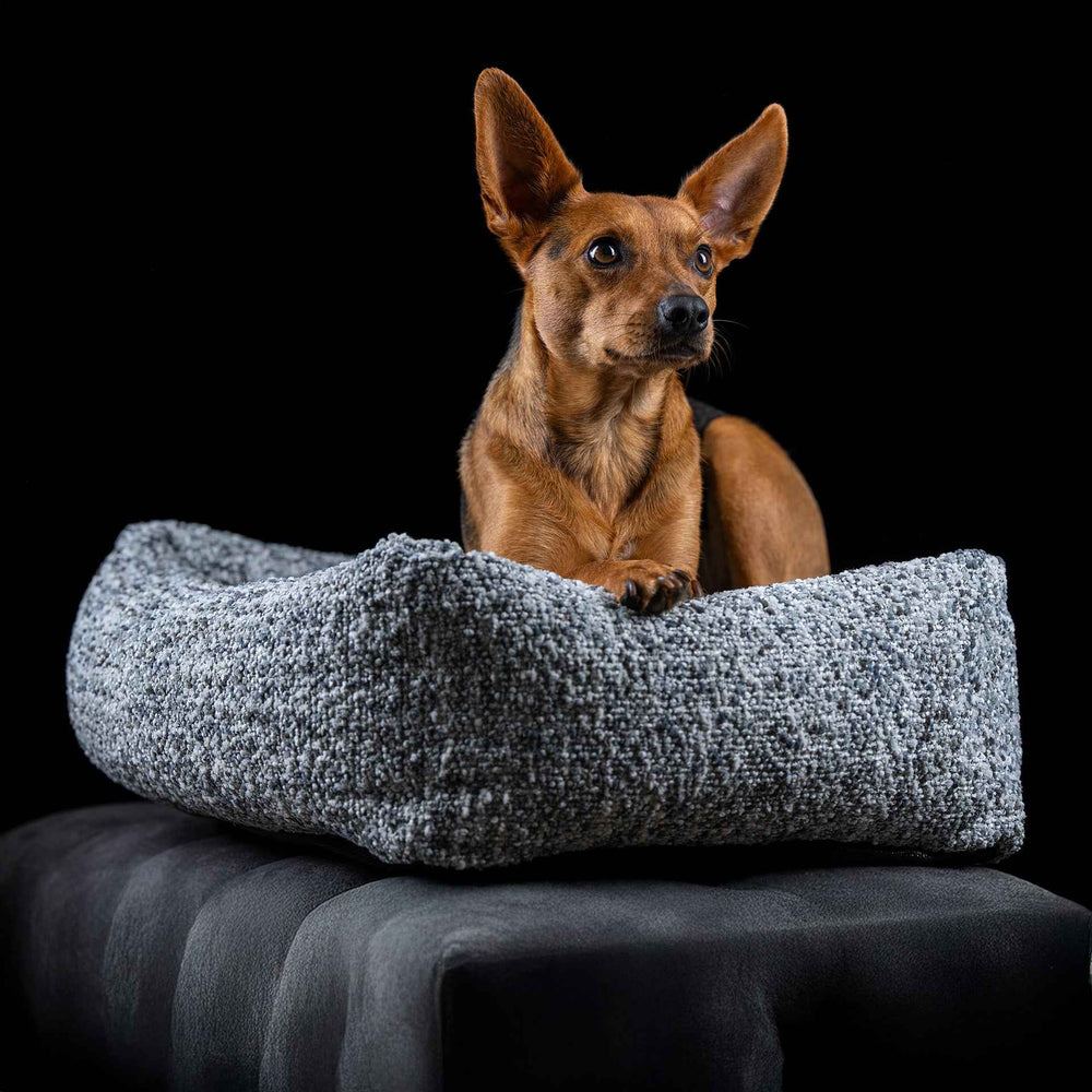 Kleiner brauner Hund mit großen Ohren sitzt auf grauem, gestreiftem CLASSIC Hundebett SIENA und schaut zur Kamera.