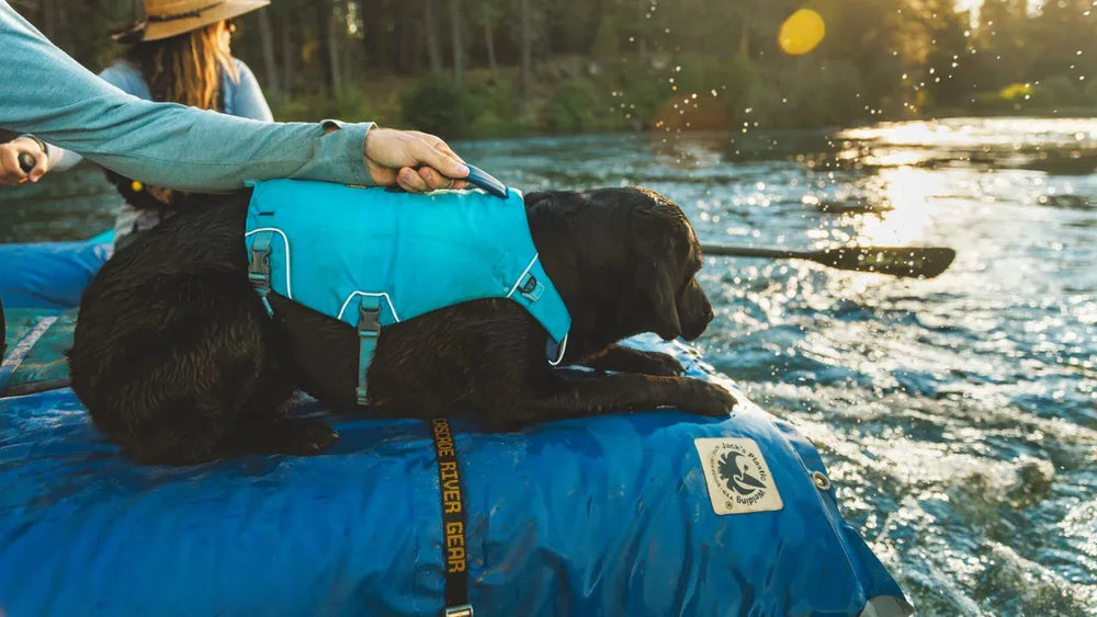 Schwarzer Hund in blauer Schwimmweste sitzt auf Floß am Fluss, umgeben von Bäumen und einer Person im Hintergrund.