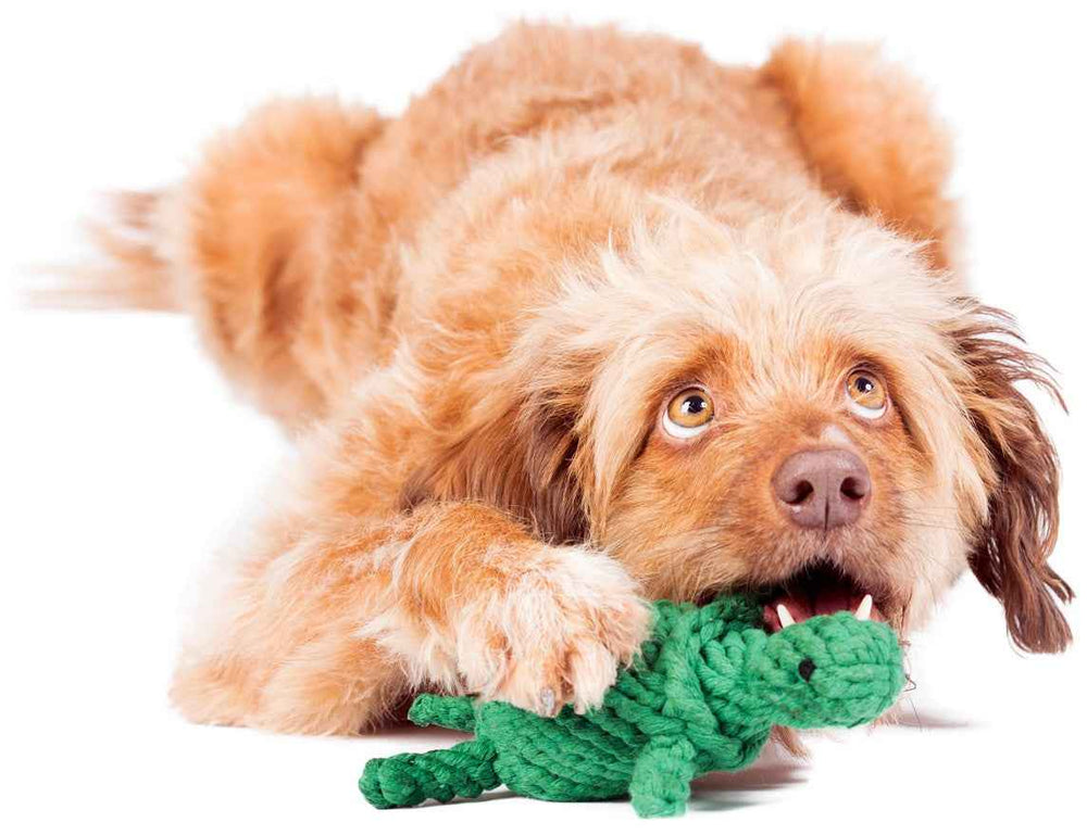 "Brauner Hund mit Dinosaurier-Spielzeug von Tina Turtle, neugierig und verspielt auf dem Boden liegend."