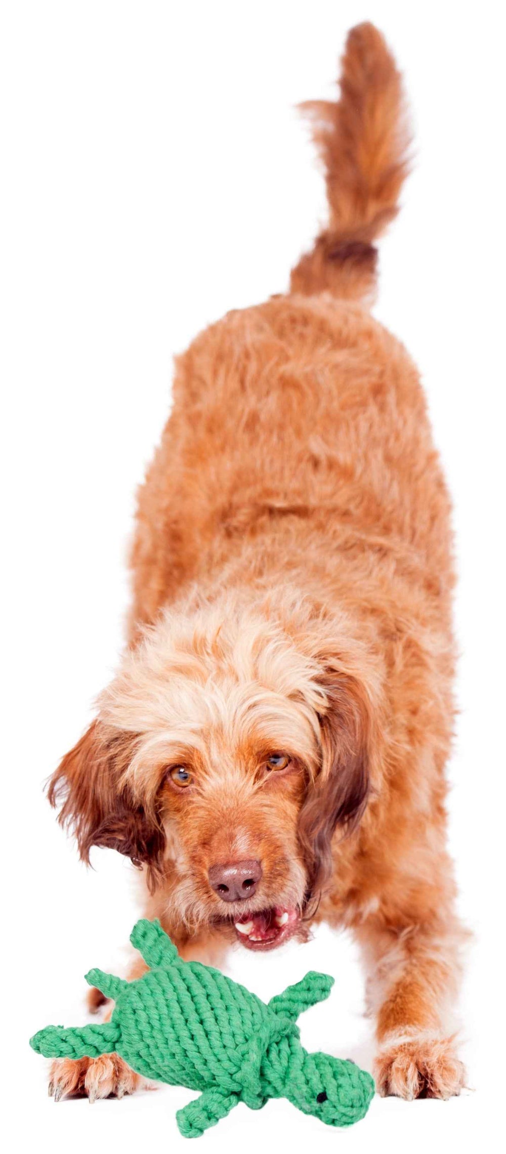 "Froher Hund mit Tina Turtle, strapazierfähigem Schildkröten-Spielzeug für Hunde, vor weißem Hintergrund."