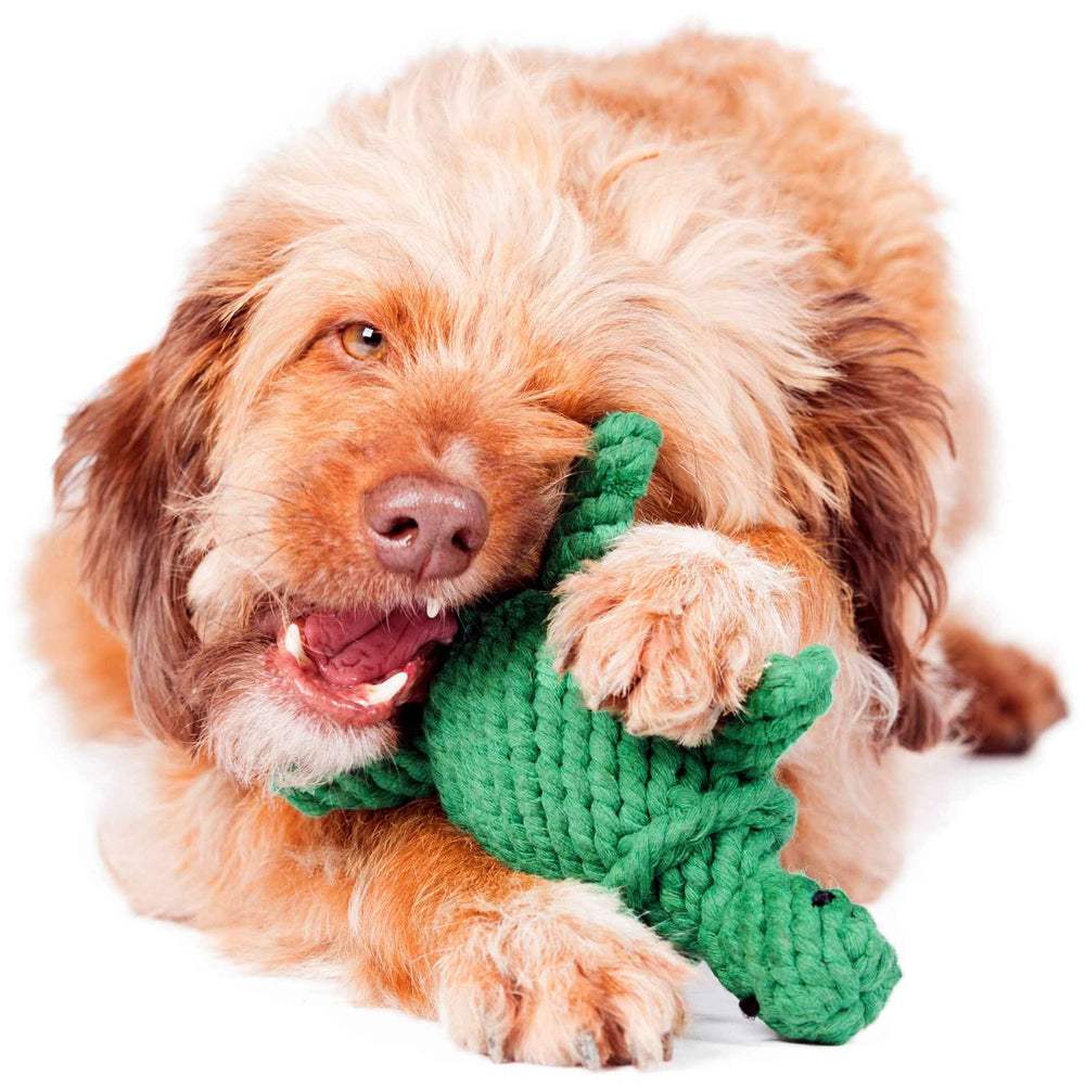 Verspielter brauner Hund mit lockigem Fell hält grünes Tina Turtle Spielzeug im Maul, vor weißem Hintergrund.