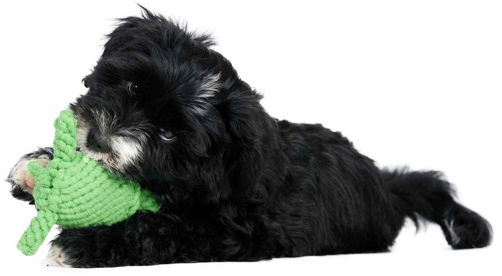 Kleiner schwarzer Hund spielt mit Tina Turtle, einem grünen, gestrickten Kult-Spielzeug für Hunde.