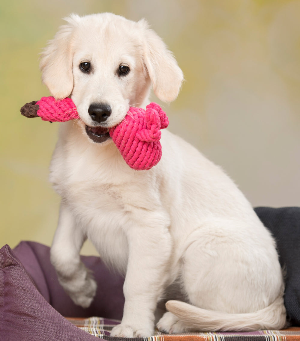 Junger Golden Retriever mit pinkem Franzi Flamingo Spielzeug auf gepolstertem Untergrund, schaut direkt in die Kamera.