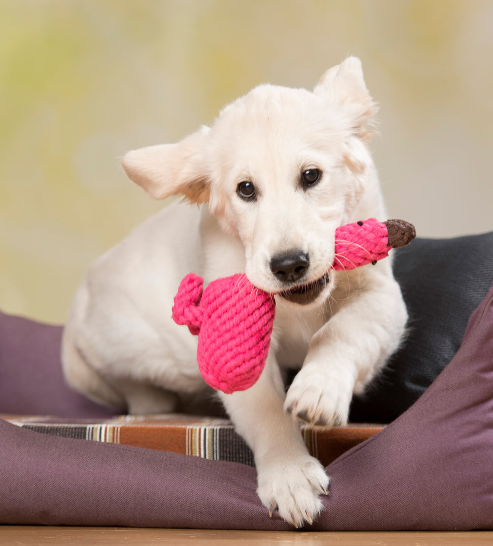 Goldener Welpe mit pinkem Franzi Flamingo Spielzeug springt verspielt in einer hellen Umgebung.