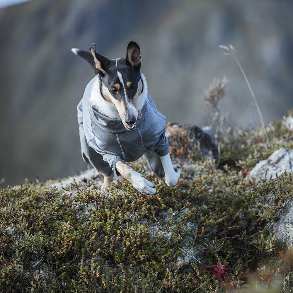 Hunde Overall Body Warmer Carbon – zusätzliche Produktansicht 3
