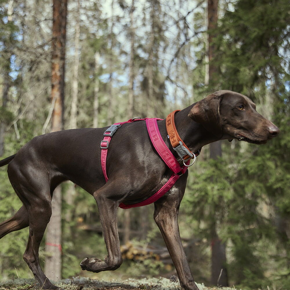 Hundegeschirr Casual Y-Harness ECO – zusätzliche Produktansicht 1