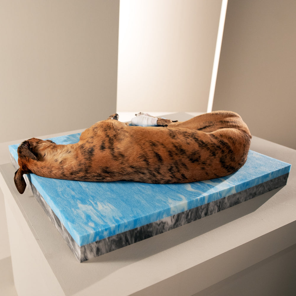 Gestreifter Hund auf blau-weißer Fläche, wirkt wie im Wasser, marmorierter Sockel. Ideal für ORTHO Hundebett - OXFORD.